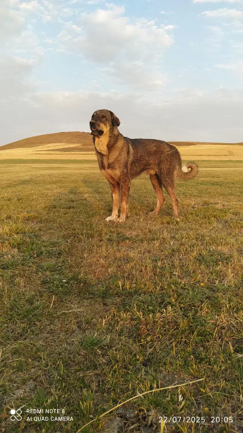 توله پژدر اصیل  نر و ماده|سگ|کرفتو, |دیوار