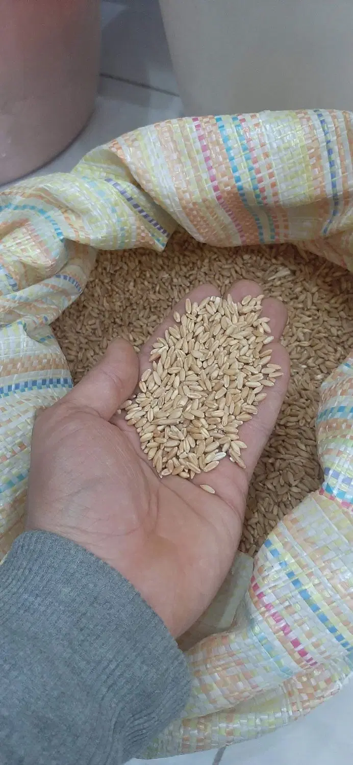 گندم|خوردنی و آشامیدنی|ازنا, |دیوار