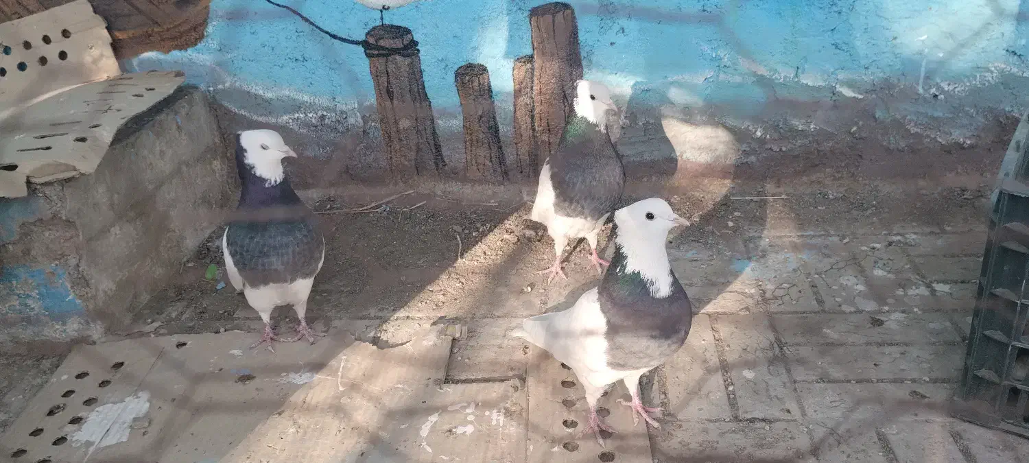 کبوتر|پرنده|شاندیز, |دیوار