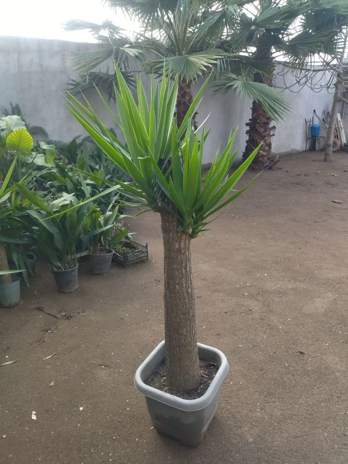 گل یوکا|گل و گیاه طبیعی|بابلسر, |دیوار