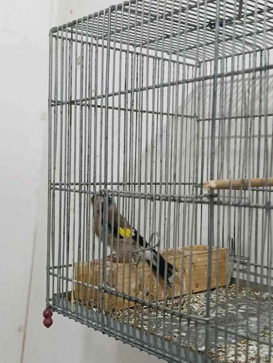 سهره نر سرسیاه|پرنده|مرودشت, فاز دوم شهرک فرهنگیان|دیوار