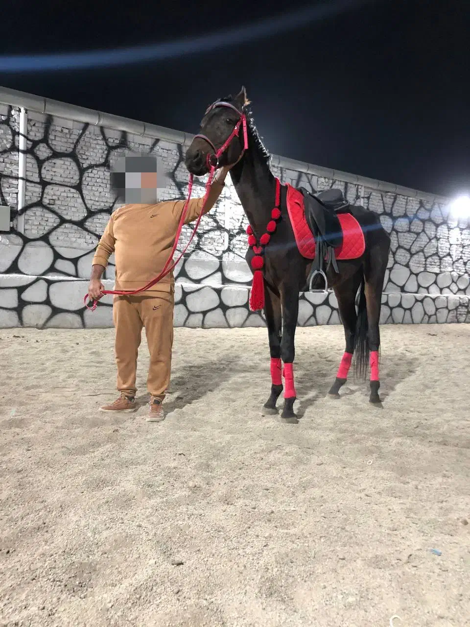 اسب ورزشی|اسب و تجهیزات اسب‌سواری|باقرشهر, |دیوار