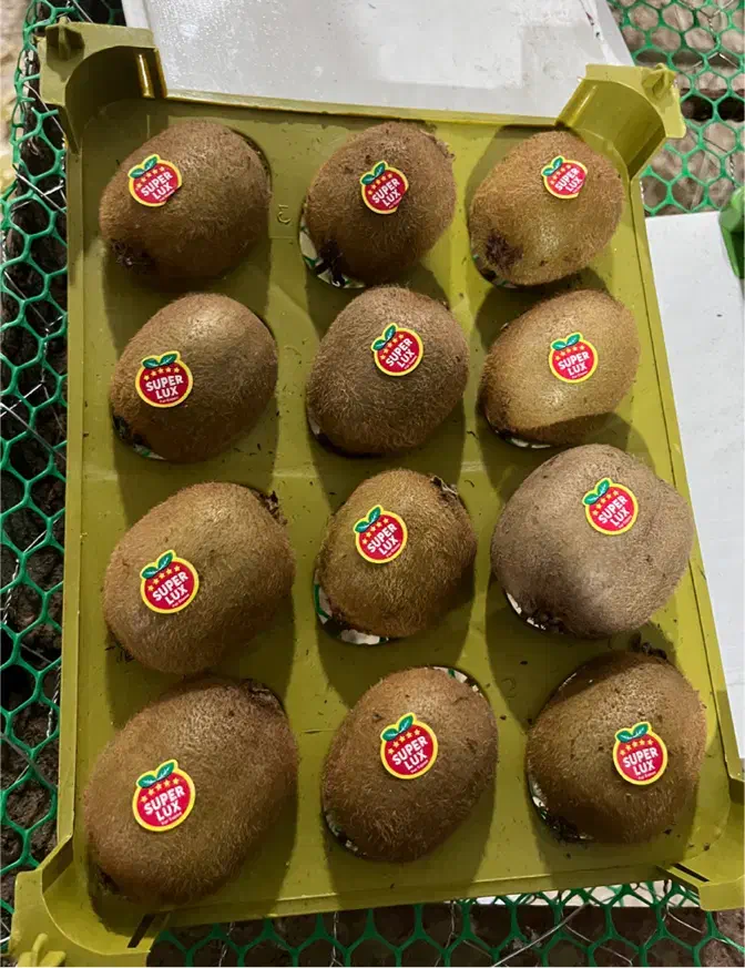 سبد تک رج کیوی|عمدهفروشی|اسالم, |دیوار