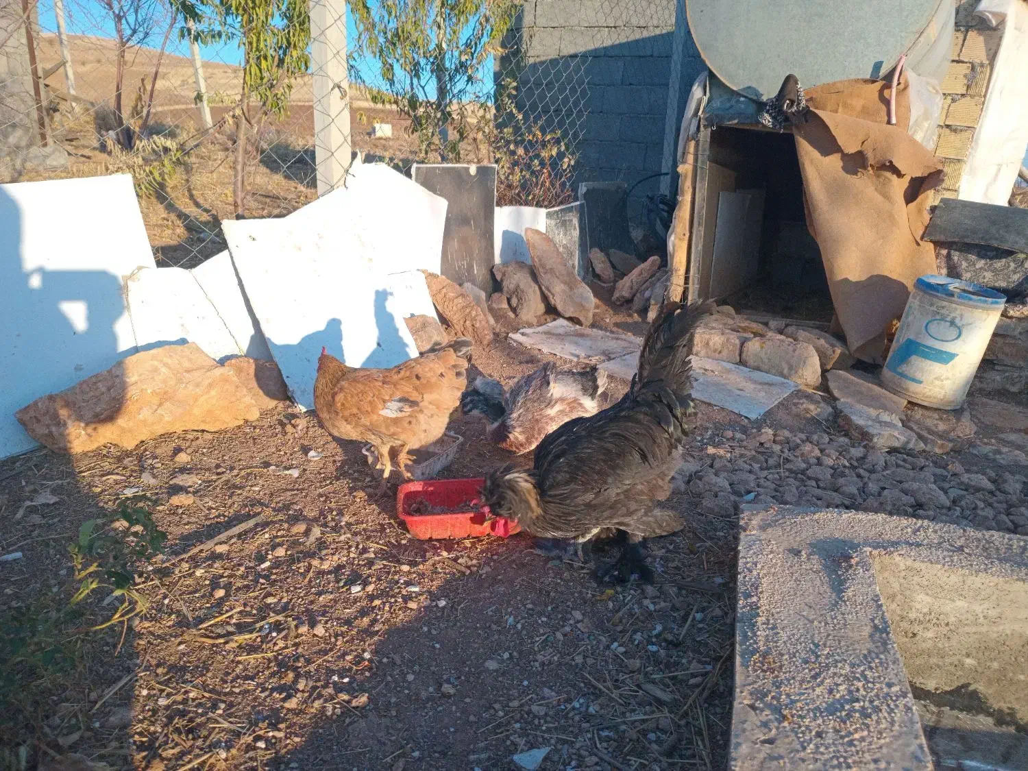 خروس سلطان ومرغ کردی واردک جوان|حیوانات مزرعه|روانسر, |دیوار