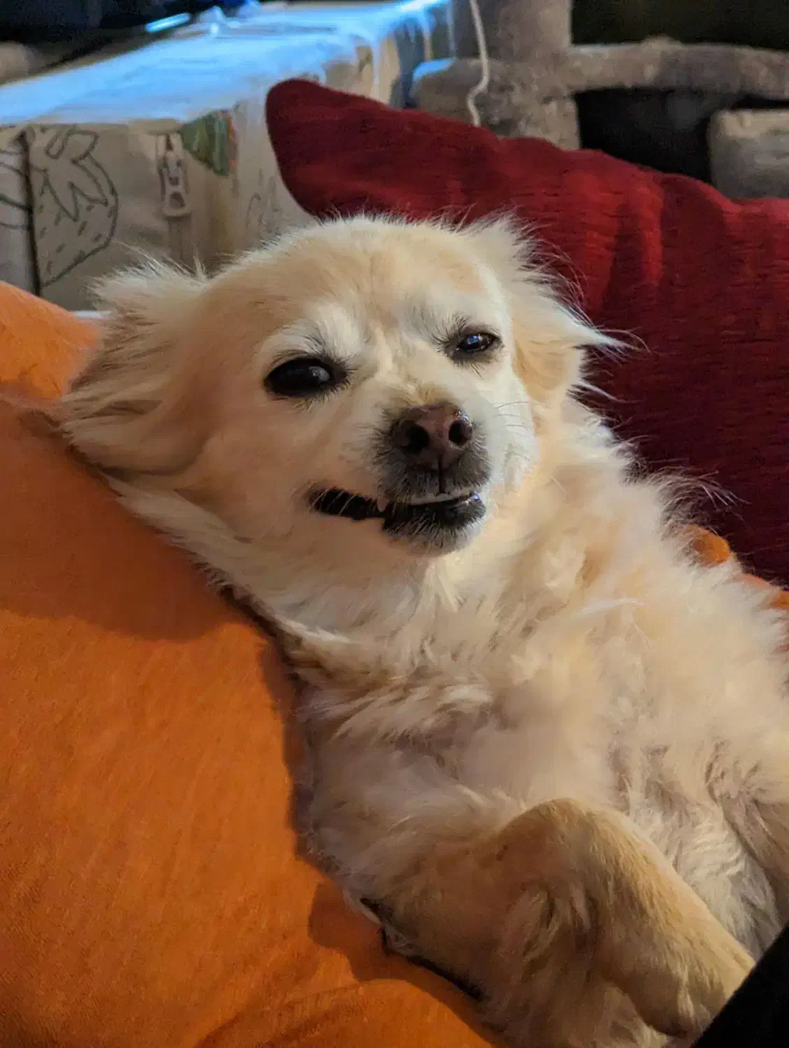 سگ گمشده|حیوانات|سبزوار, سجاد|دیوار