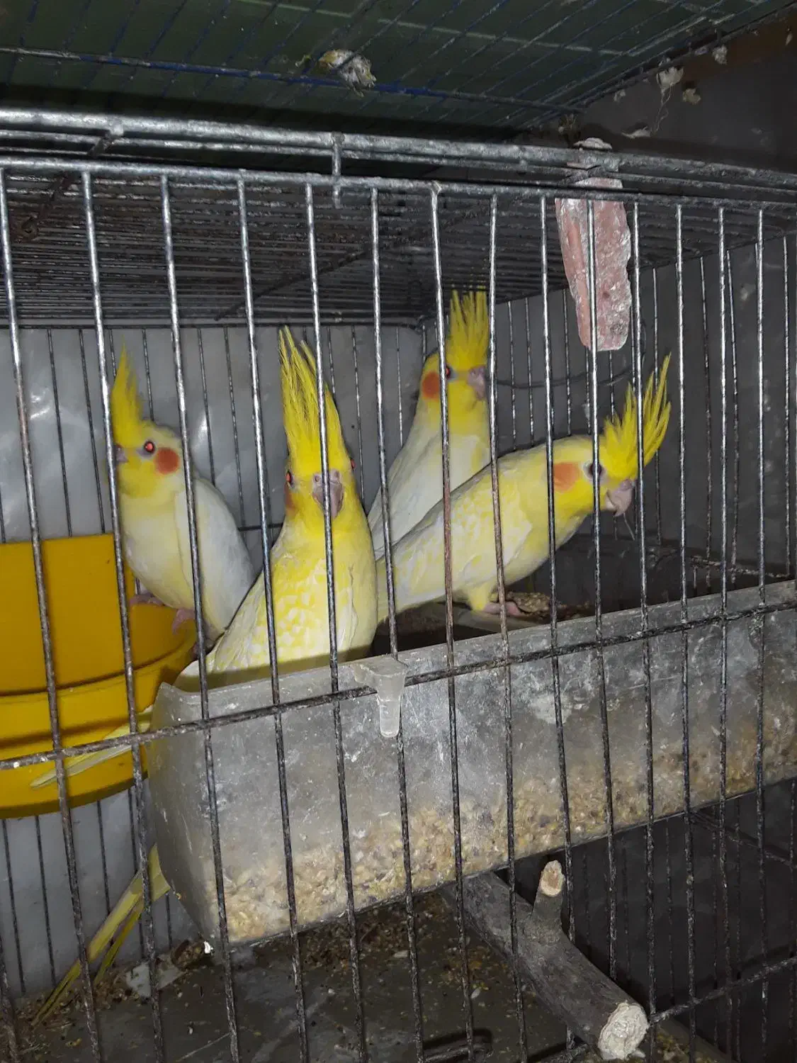 عروس هلندی لوتینو زعفرانی|پرنده|رشت, فرزانه|دیوار