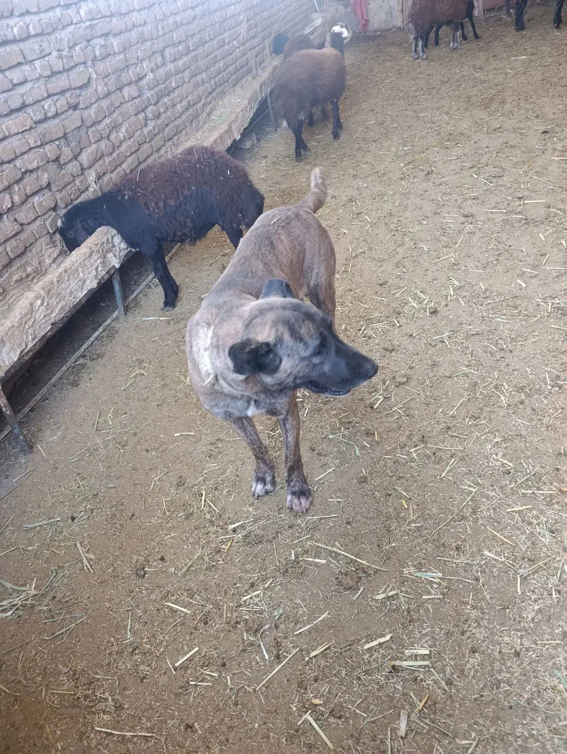 سگ ماده|سگ|نصر آباد, |دیوار