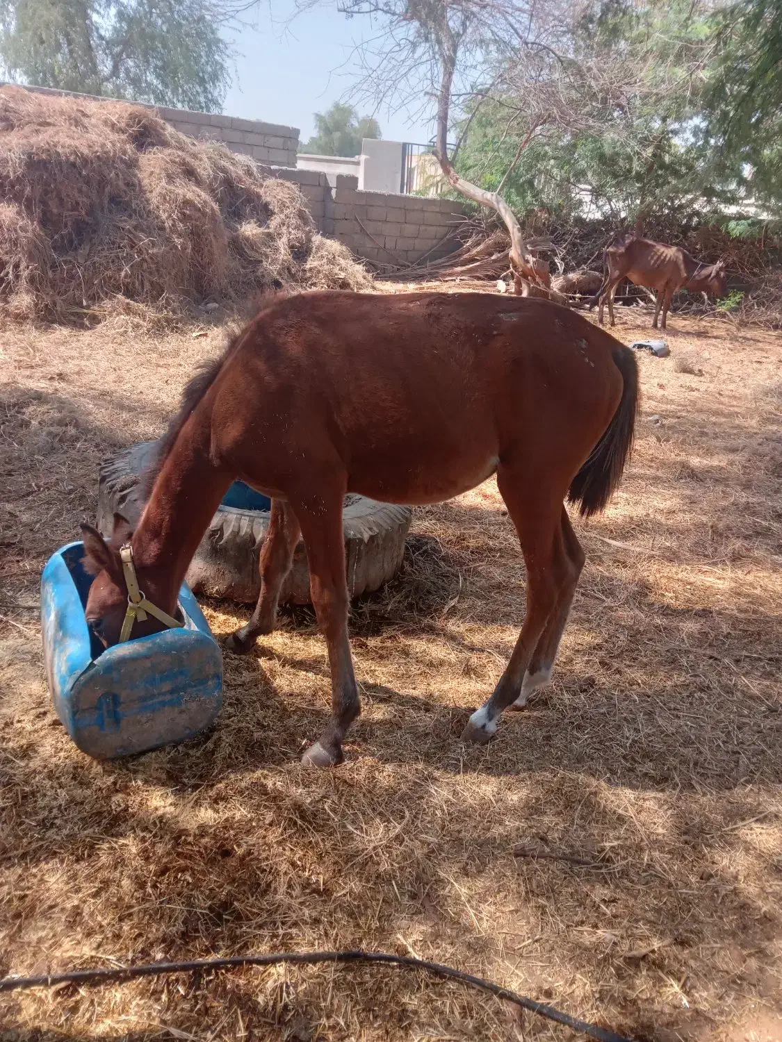 فروش 10راس اسب|اسب و تجهیزات اسبسواری|میناب, |دیوار