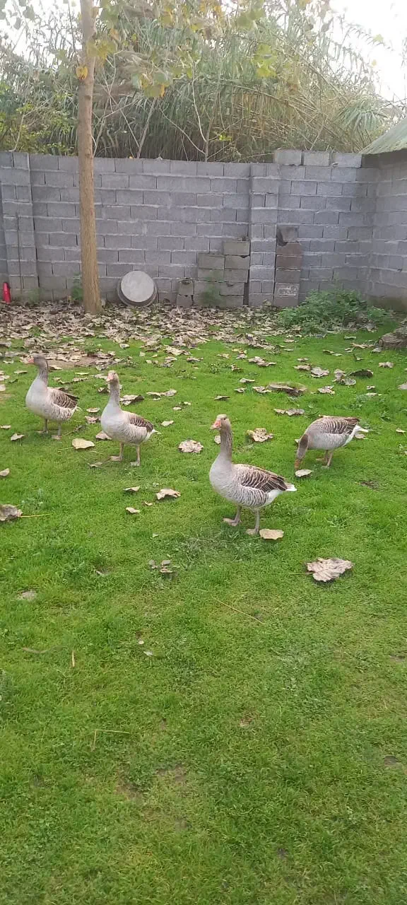 فروش ۴ عدد غاز تخم گذار ۴ میلیون ۵۰۰ هزار تومان|حیوانات مزرعه|خمام, |دیوار