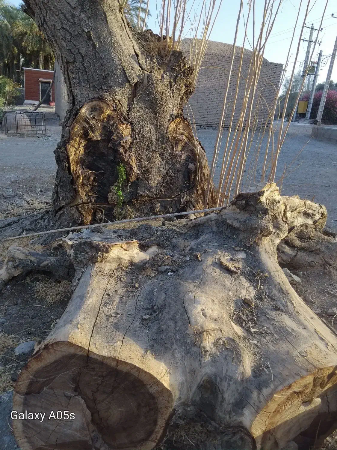 مقداری چوب درخت ابریشم یا شب خوس حدودا دوتن|مصالح و تجهیزات ساختمان|جیرفت, |دیوار