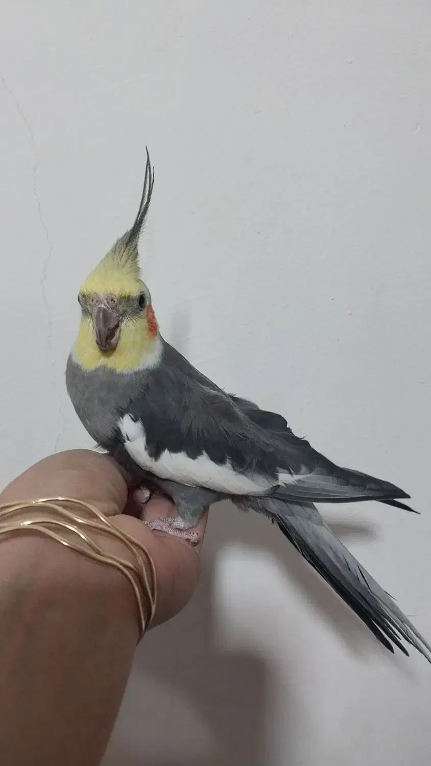 عروس هلندی|پرنده|الیگودرز, |دیوار