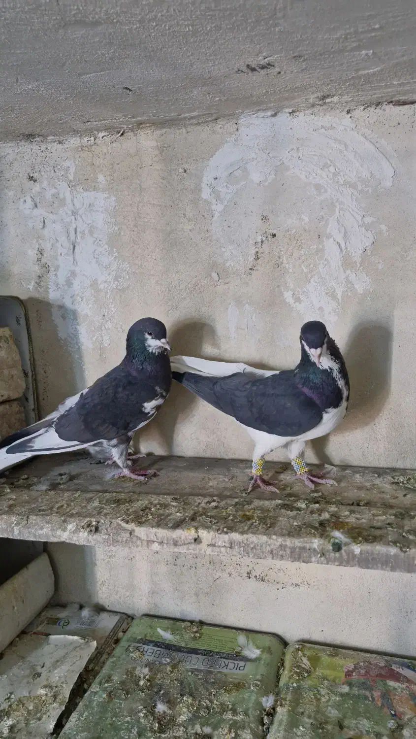 شهری|پرنده|شیراز, گویم|دیوار