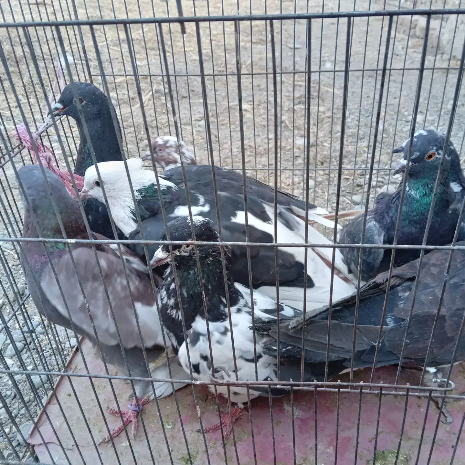 کفتر|پرنده|نقده, |دیوار