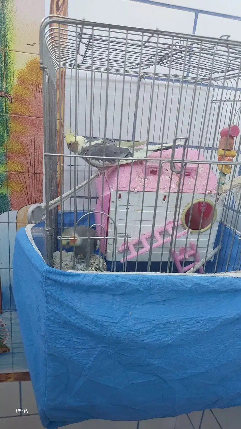 جفت طوطی عروس مولد|پرنده|بهبهان, |دیوار