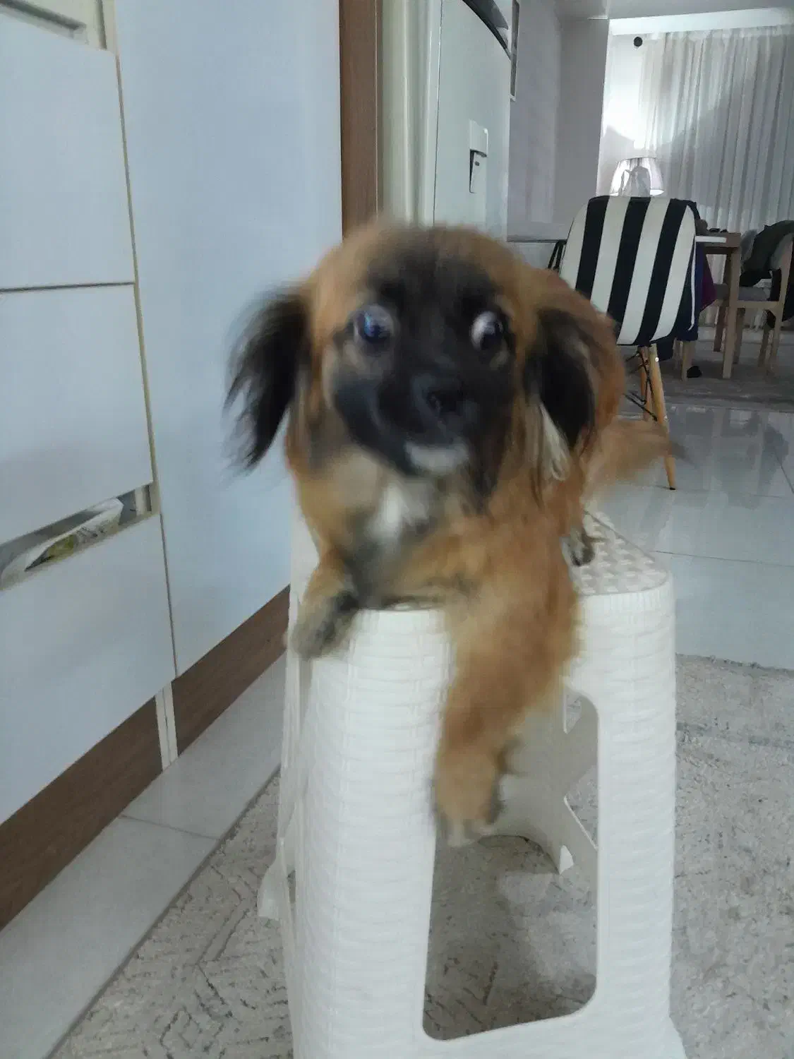 سگ تربیت شده|سگ|محمدشهر, محمدشهر|دیوار