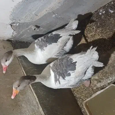 ب علت کمبود جا آدرس فاطمیه..قیمت توافقی|حیوانات مزرعه|نطنز, |دیوار