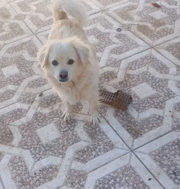 سگ نر|سگ|سیرجان, |دیوار