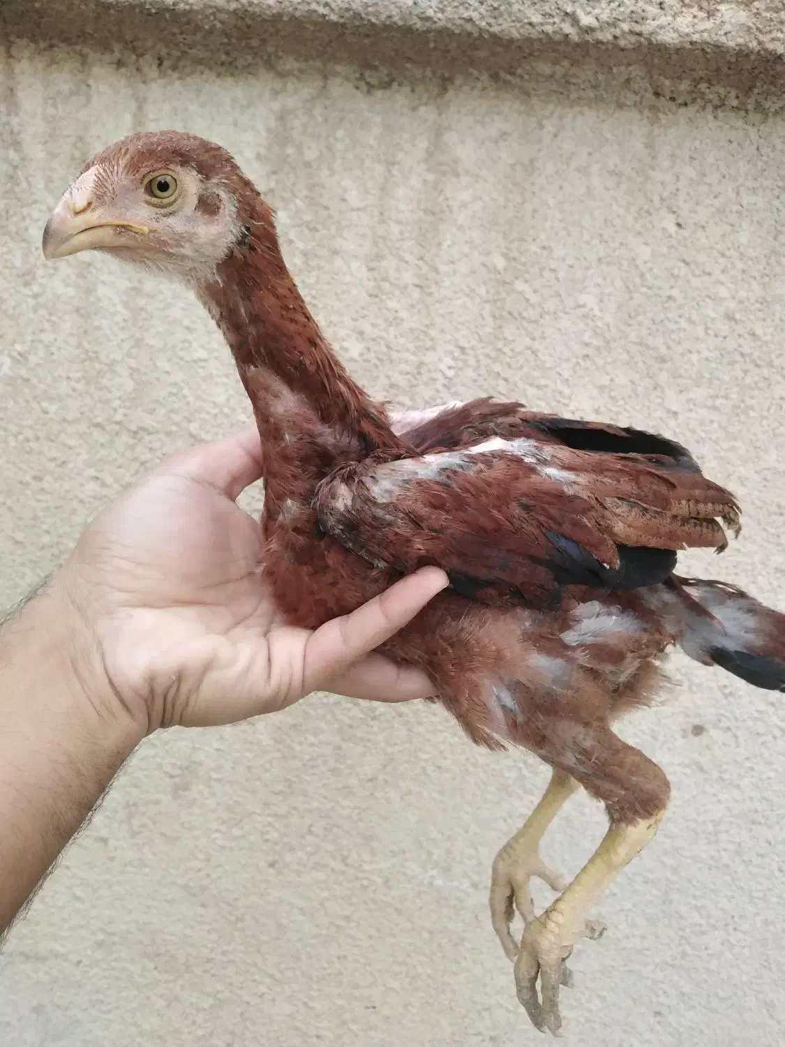 جوجه لاری، مرغ و خروس لاری...|حیوانات مزرعه|تربت جام, امام|دیوار