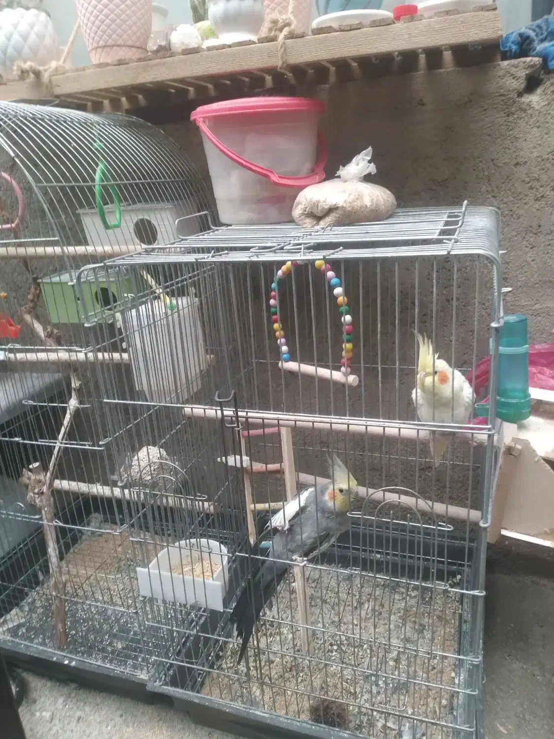 عروس هلندی دستی و رام|پرنده|شاهین دژ, |دیوار