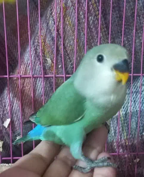 جوجه برزیلی دونخور|پرنده|دزفول, |دیوار