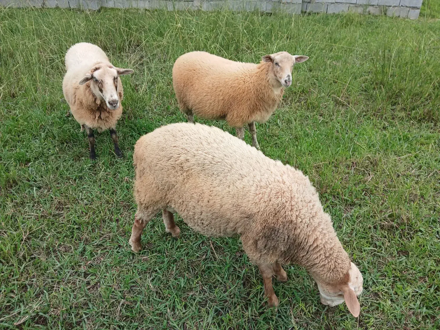 گوسفند چند قلو زا|حیوانات مزرعه|کلارآباد, |دیوار