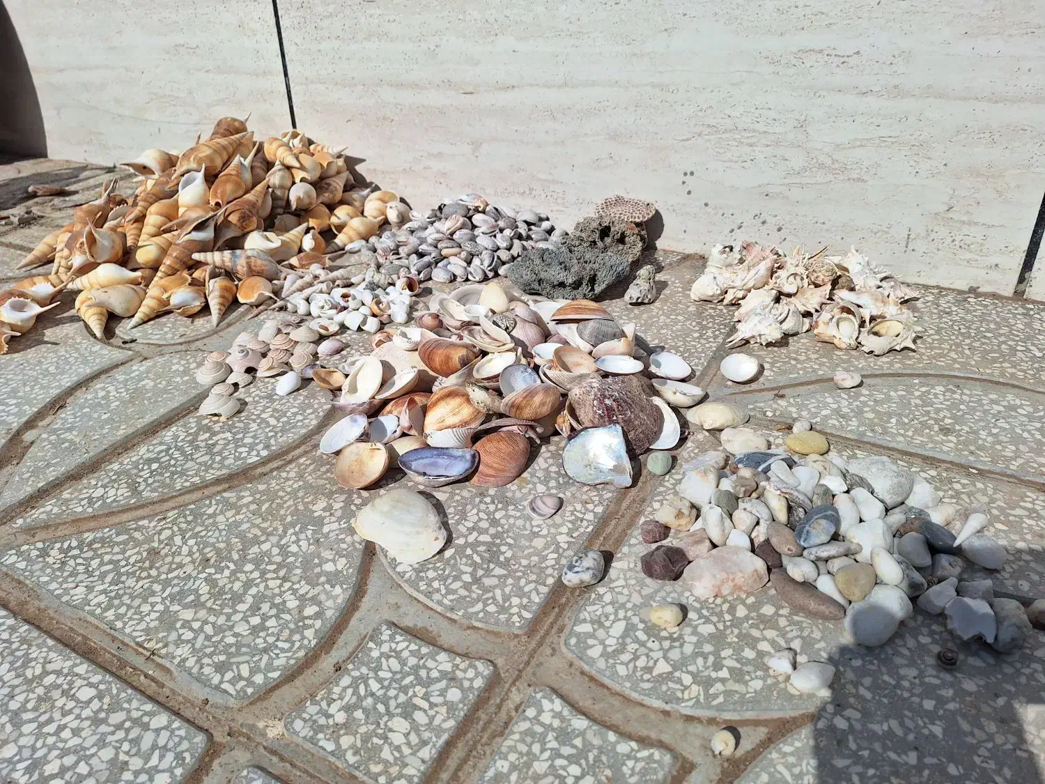 صدف دریایی|کلکسیون و سرگرمی|مشهد, تربیت (صدف)|دیوار