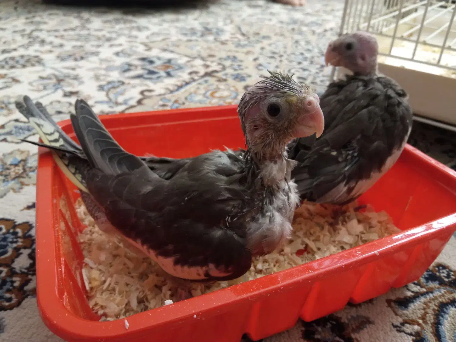 عروس هلندی با دوتا جوجه|پرنده|کرج, ساسانی (قلمستان)|دیوار