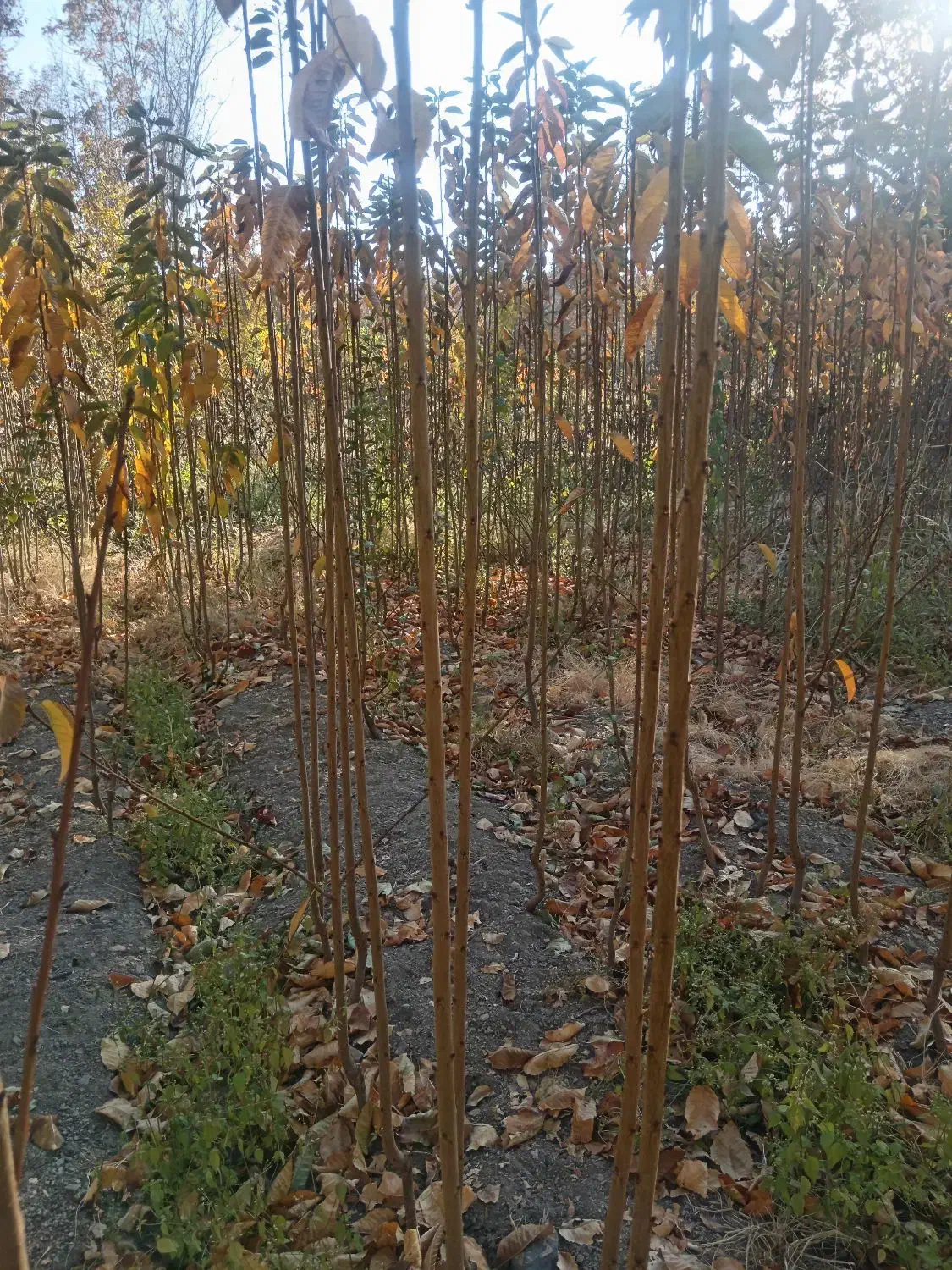 نهال گیلاس لاپینز امریکایی|خدمات باغبانی و درختکاری|زاینده رود, |دیوار