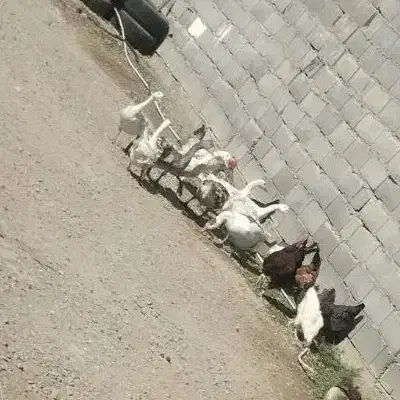 3عدد غاز 5ماهه و8عدد جوجه غوغاز 20روزه|حیوانات مزرعه|چناران, |دیوار