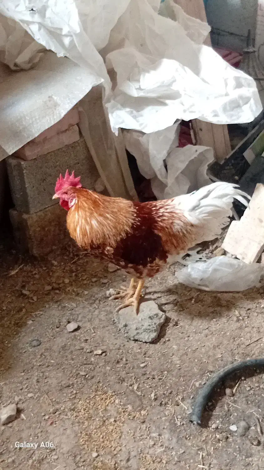 خروس|حیوانات مزرعه|ماکو, |دیوار