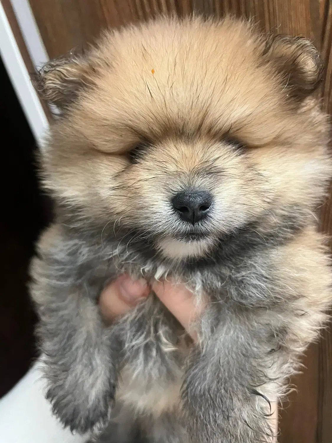 واگذاری پامرانین خرسی|سگ|کرمان, |دیوار