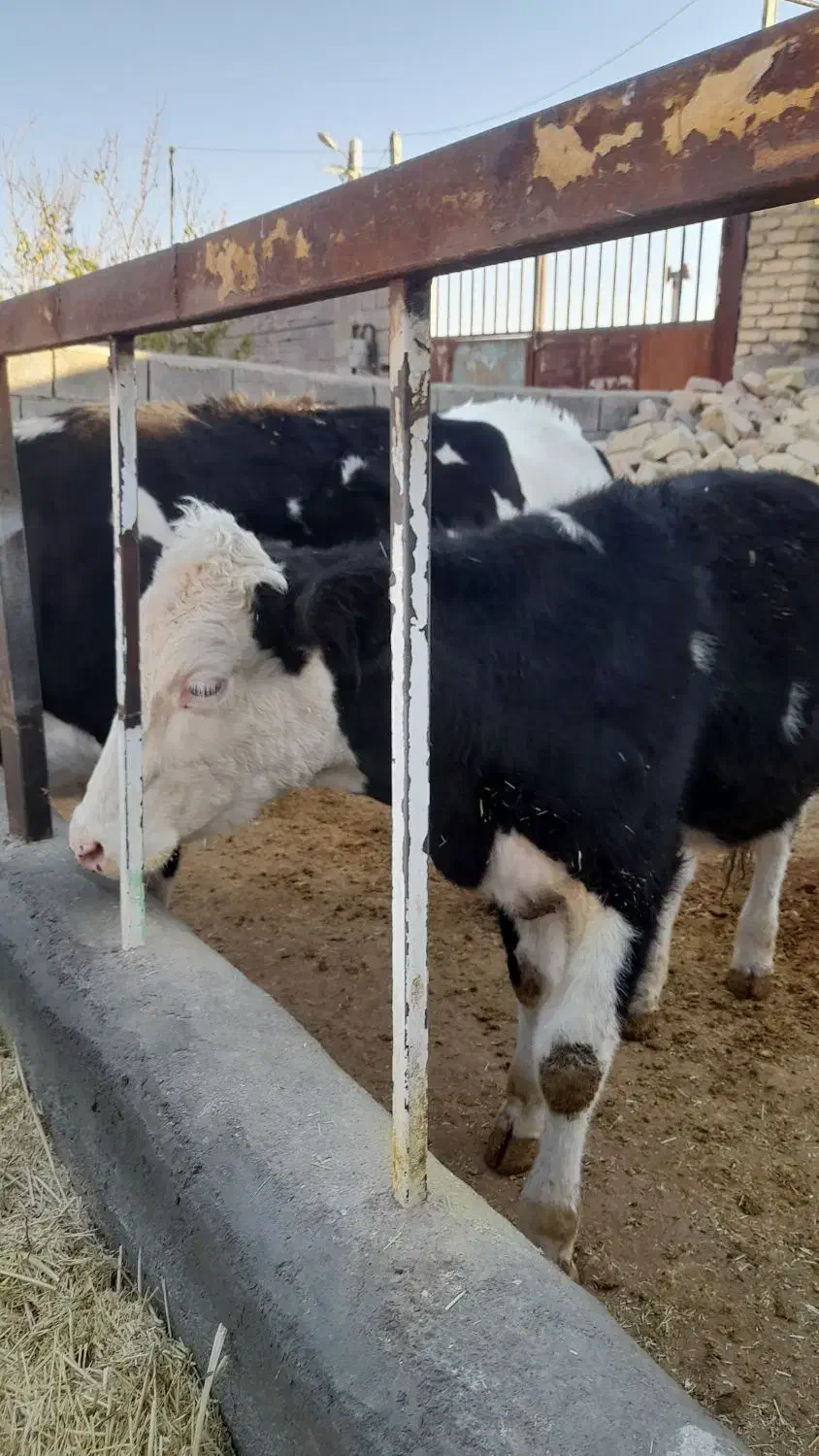 تلیسه|حیوانات مزرعه|شیرین‌سو, |دیوار