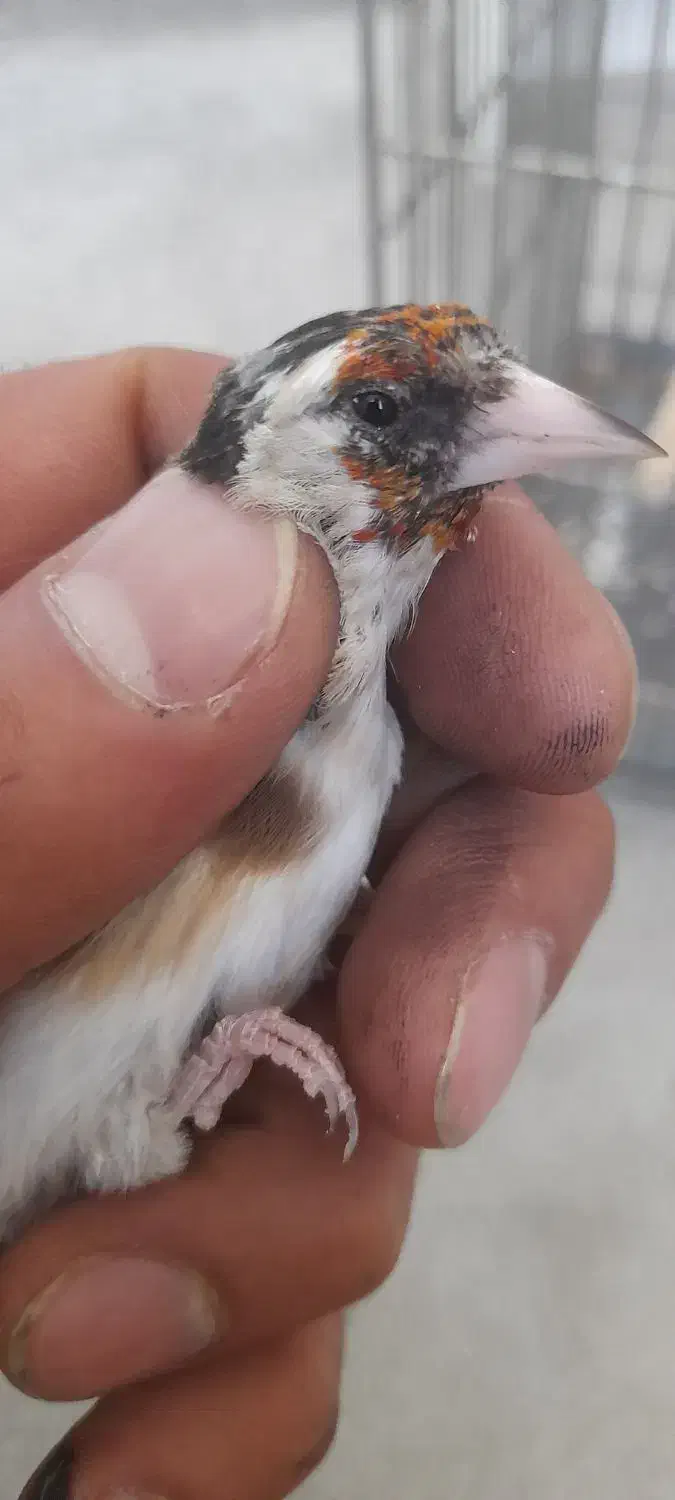 سهره ماده|پرنده|محلات, |دیوار