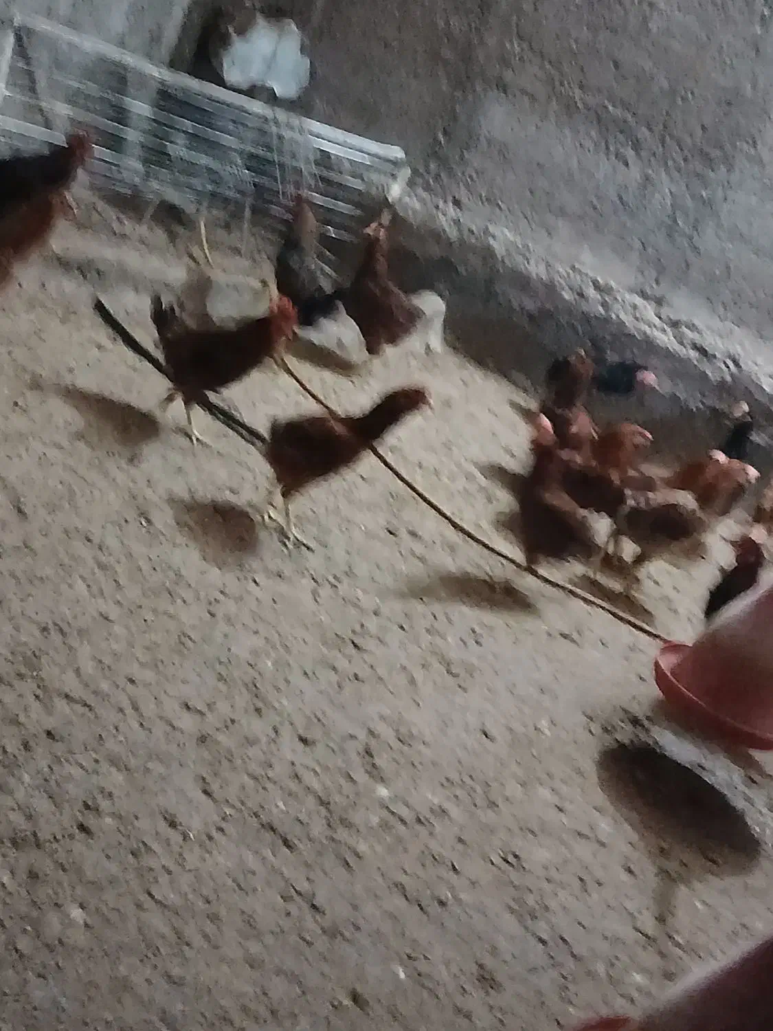 خروس محلی|حیوانات مزرعه|باغ حلی, |دیوار