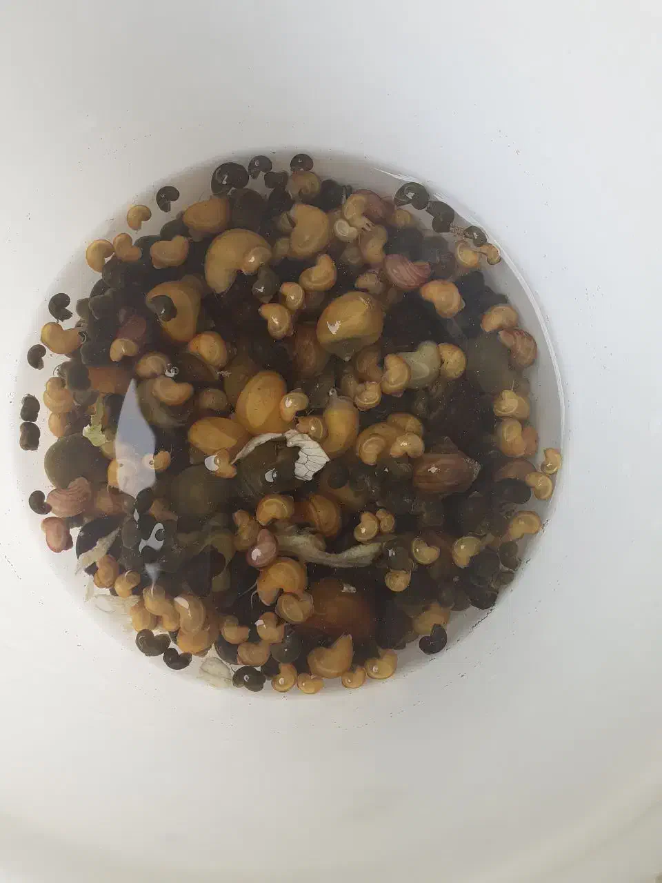 فروش عمده ماهی زبرا انواع سایز و رنگ|ماهی|تهران, آرژانتین|دیوار