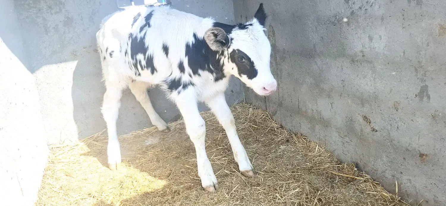 گوساله نر بلژیکی|حیوانات مزرعه|گلمکان, |دیوار