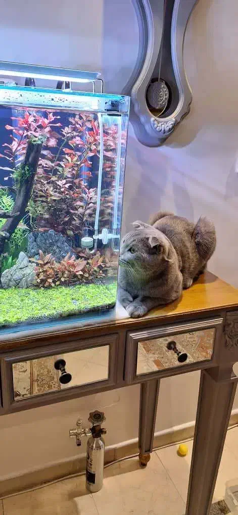 واگذاری گربه اسکاتیش فولد دو تا نر شناسنامه دار|گربه|تهران, قیطریه|دیوار