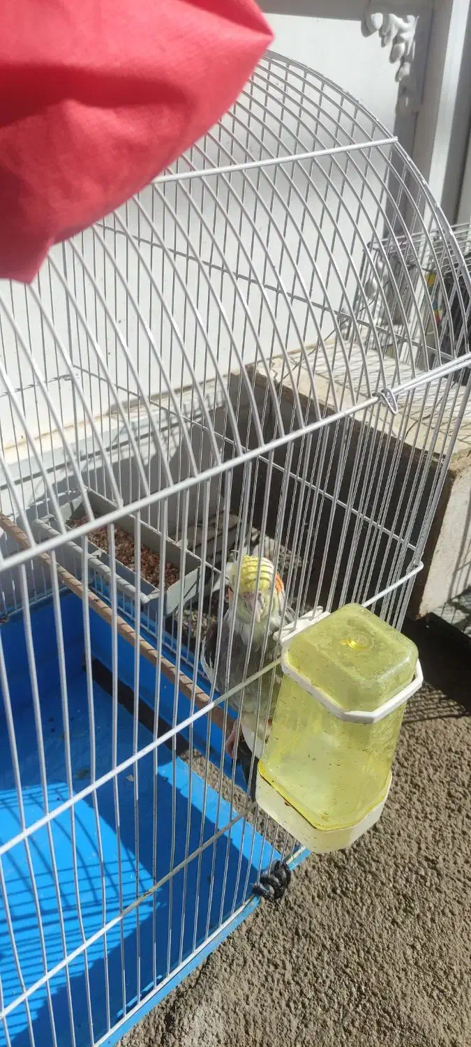 عروس هلندی|پرنده|نورآباد, |دیوار