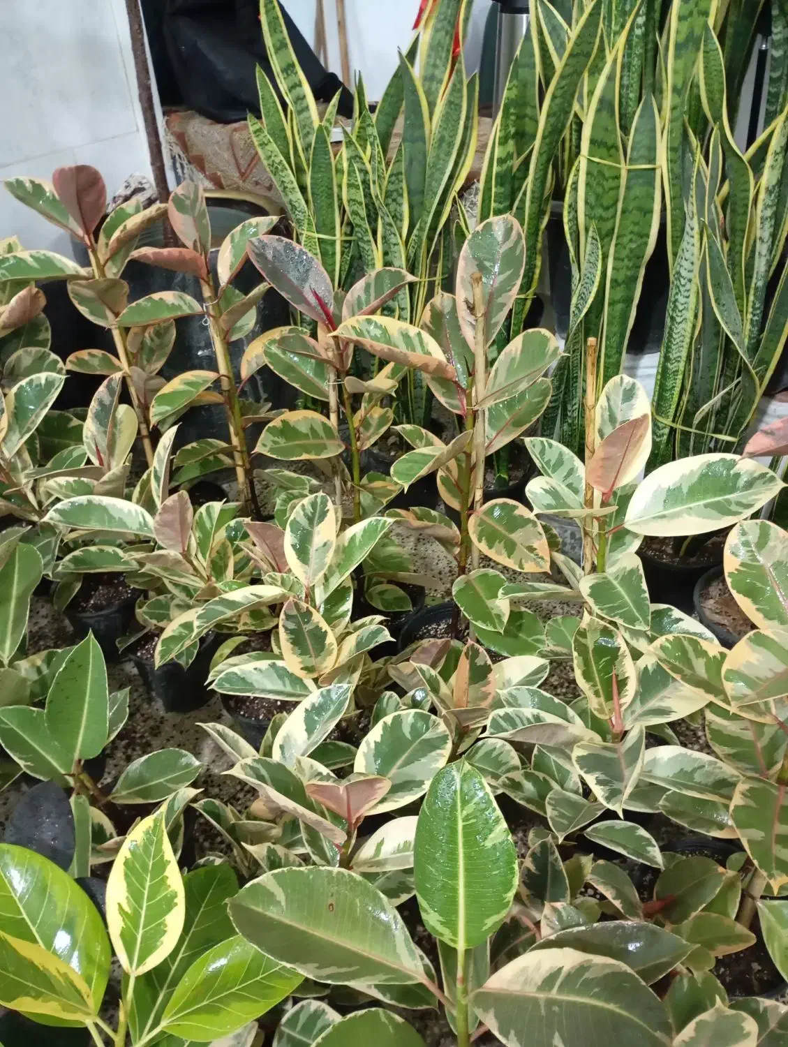 گل گیاه اپارتمانی|گل و گیاه طبیعی|جلین, |دیوار