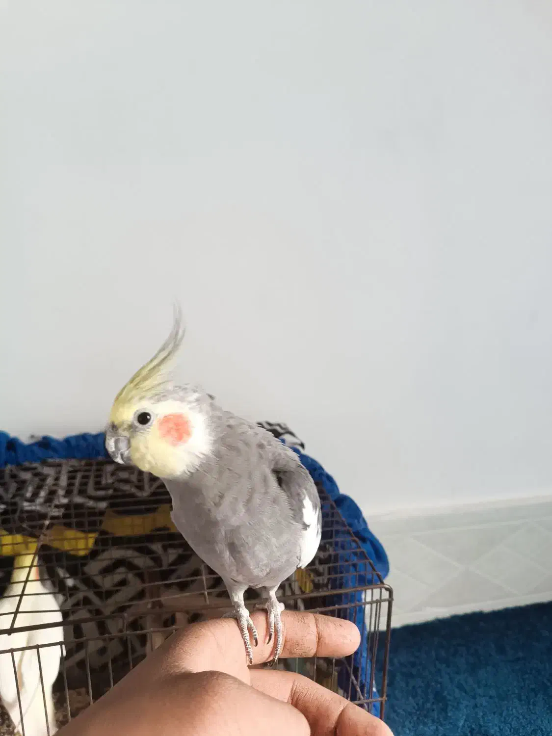 عروس هلندی|پرنده|گرگان, |دیوار