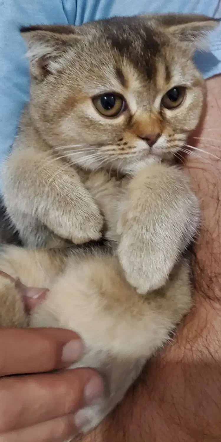 بچه گربه اسکاتیش دبل فولد تبی اصیل ومهربون|گربه|بیرجند, |دیوار