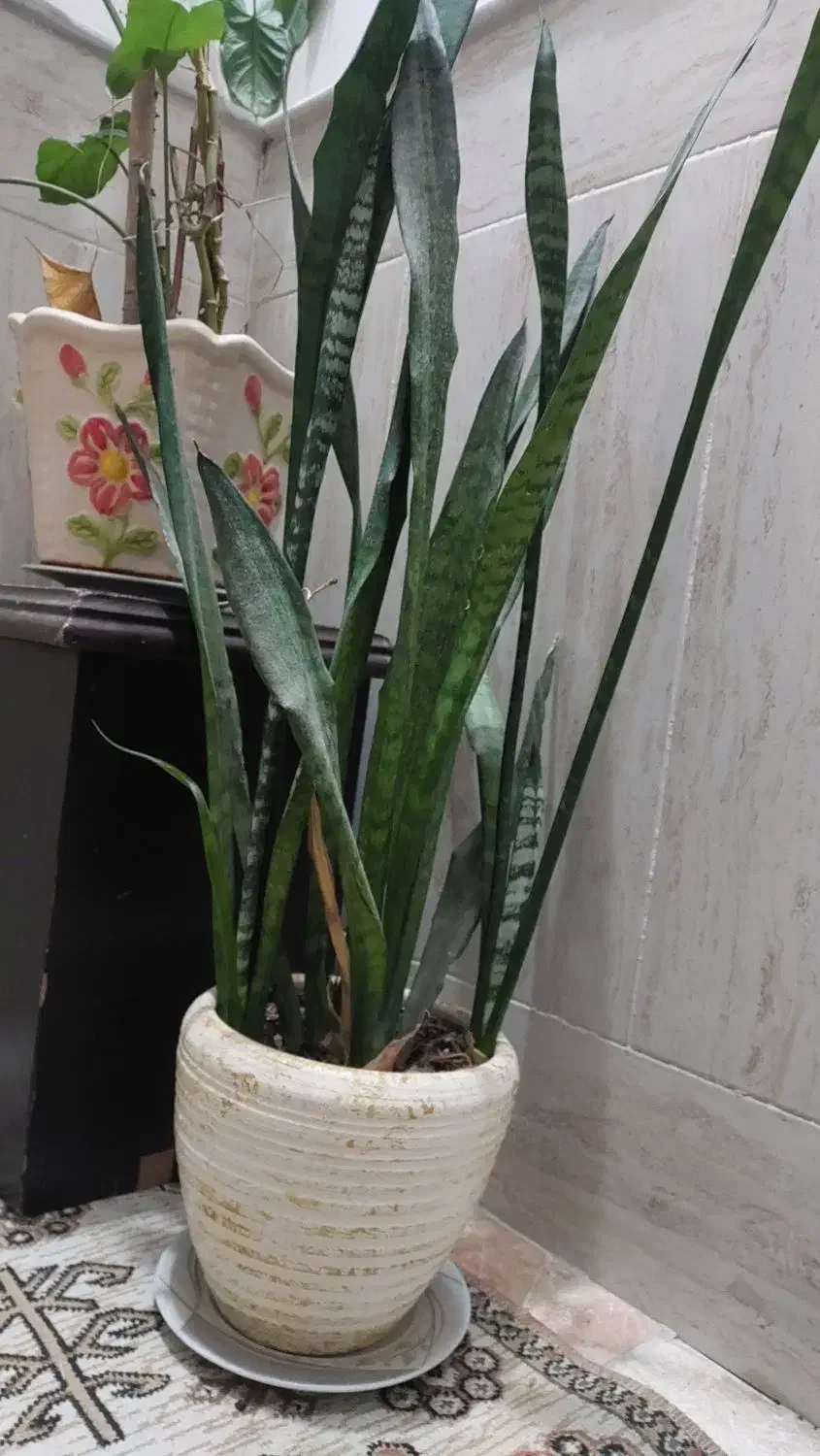 گل سوسن و سانسوریا|گل و گیاه طبیعی|کاشان, فاز ۱ ناجی آباد|دیوار