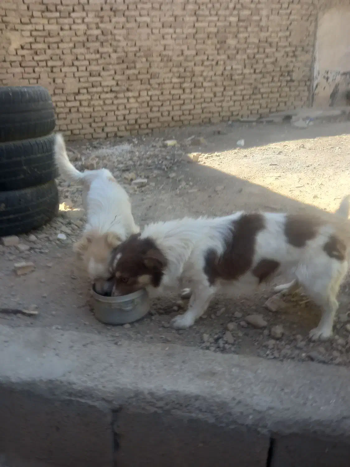 سگ پاپی خوشگل تربیت شده باهوش|سگ|اصفهان, نصرآباد|دیوار