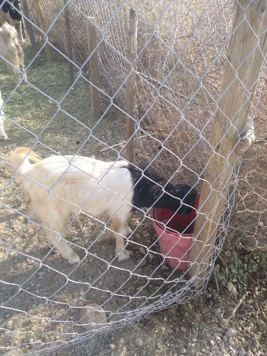 فروش دو عدد کهره نر|حیوانات مزرعه|جم, |دیوار