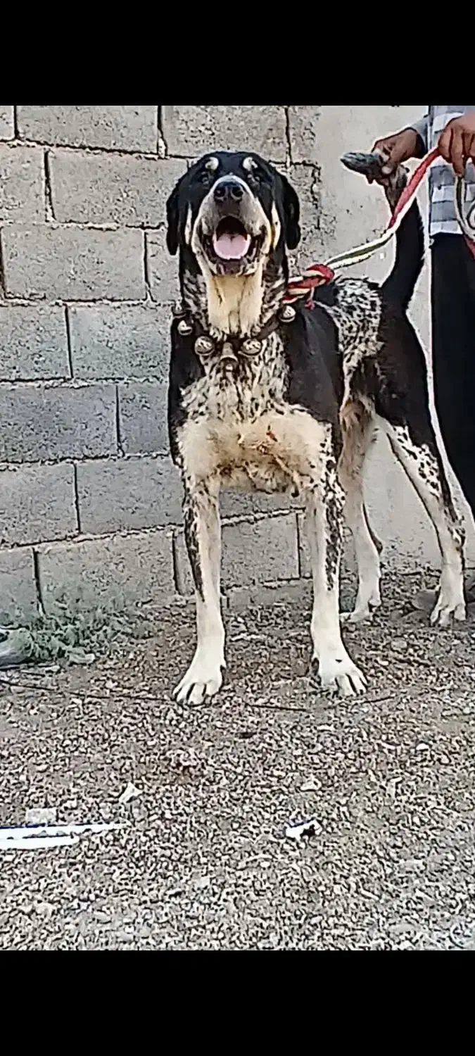 واگذاری سگ عراقی سرابی پژدر|سگ|قم, آزادگان|دیوار