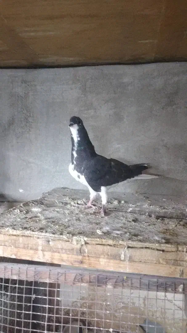 کبوتر چپی|پرنده|بندر ماهشهر, |دیوار