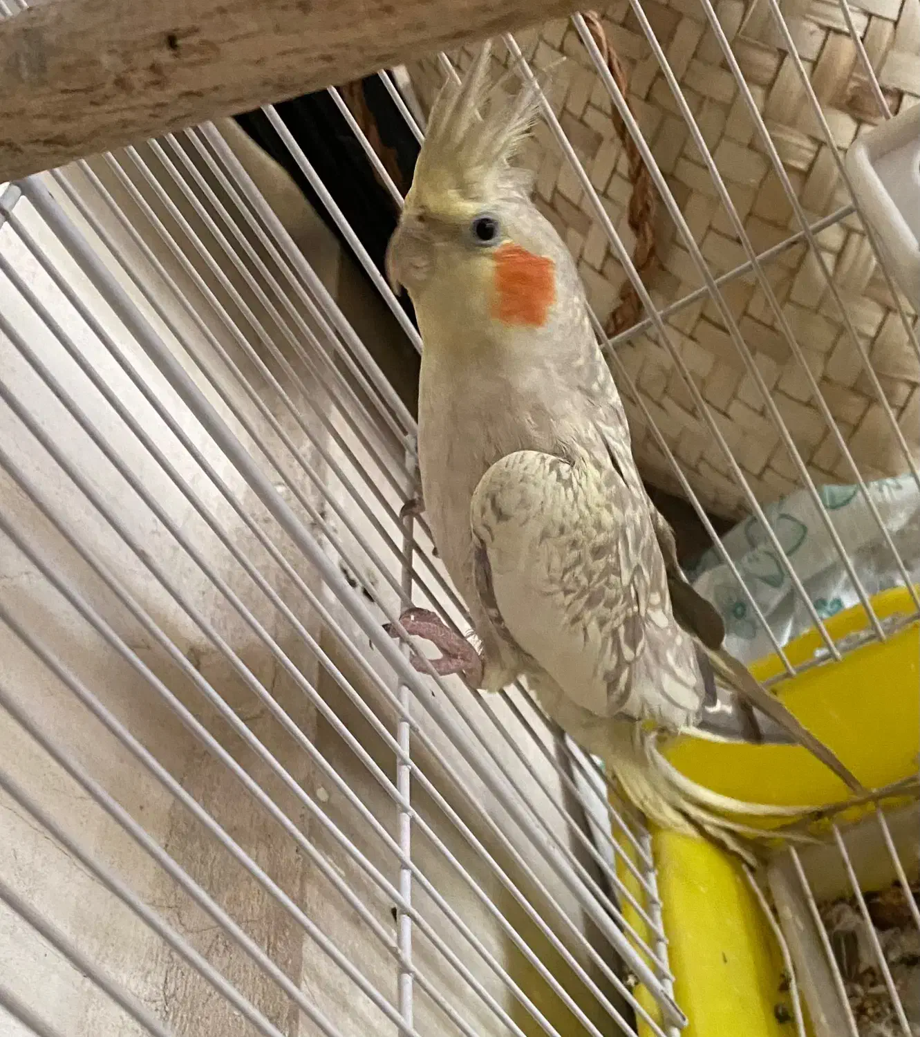 عروس هلندی|پرنده|املش, |دیوار