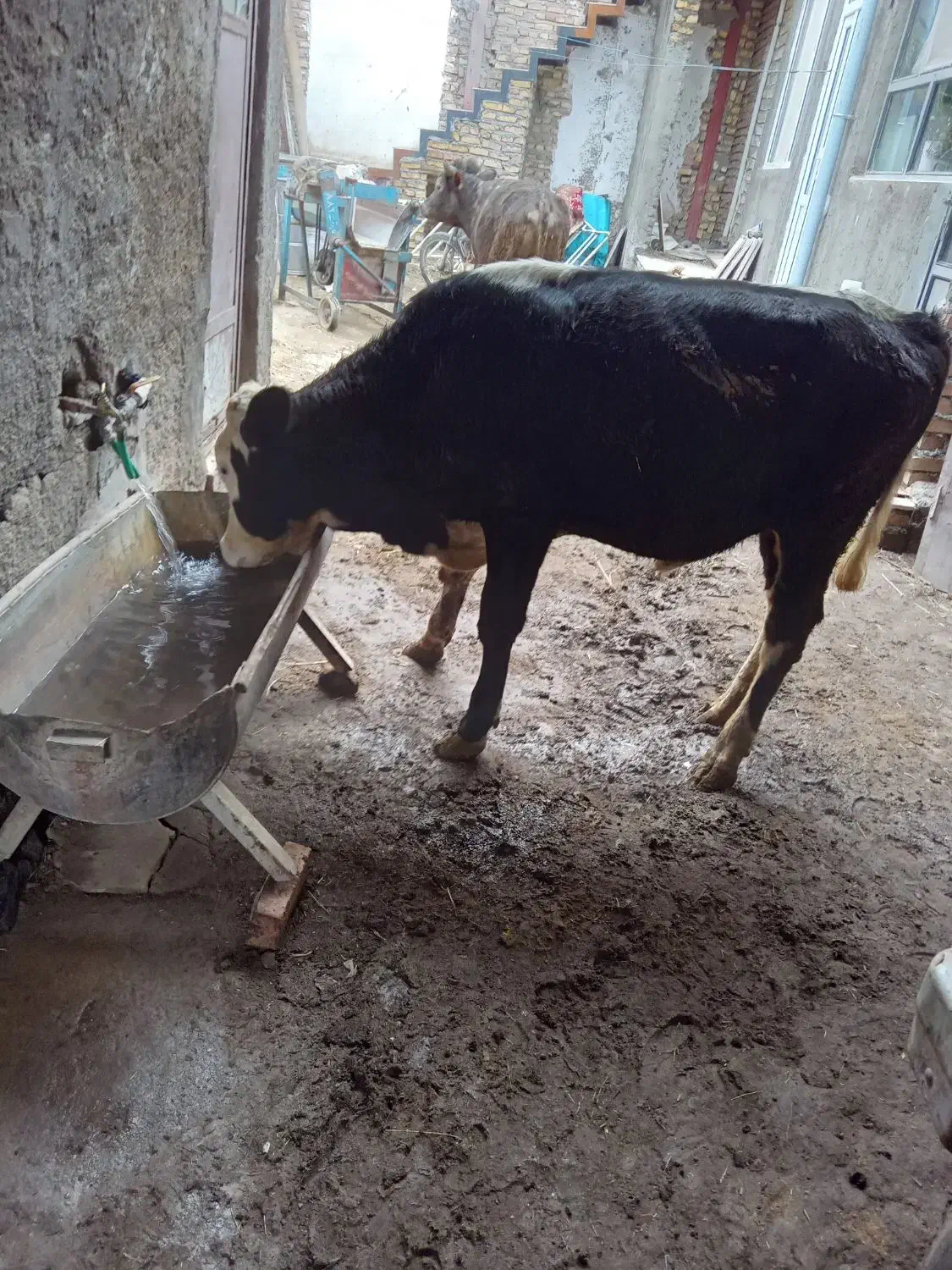 دو عدد گاو نز سیمینتال|حیوانات مزرعه|مهربان, |دیوار