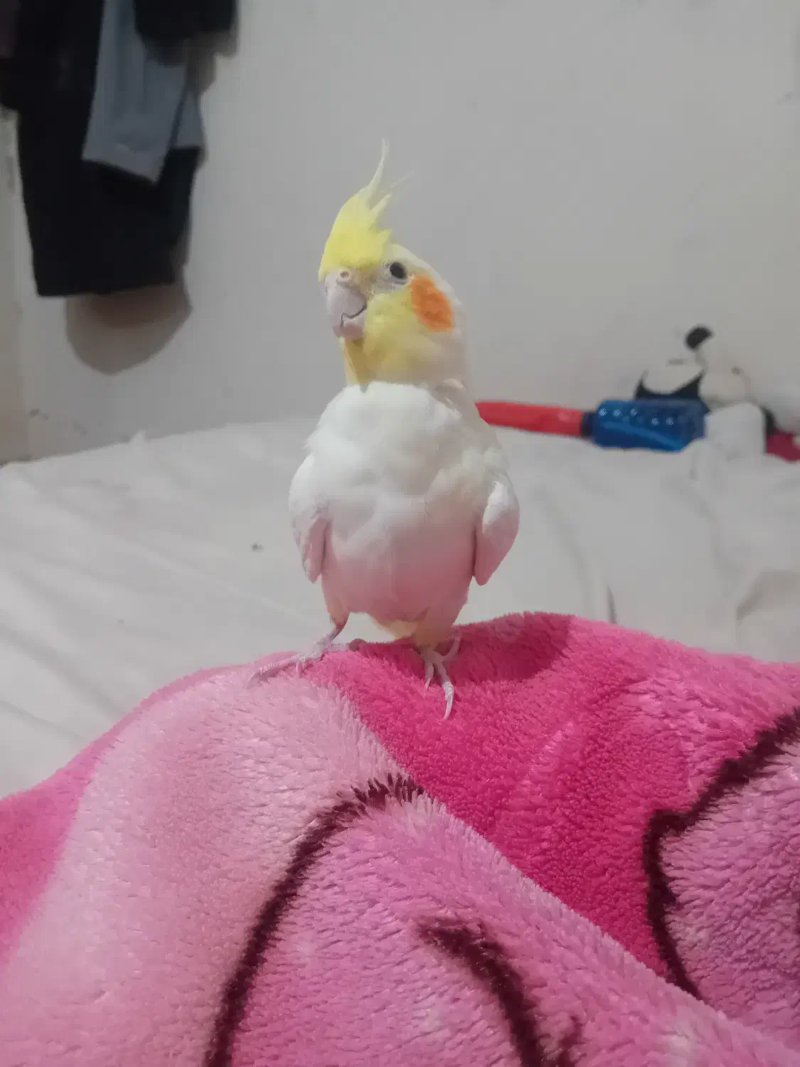 عروس هلندی|پرنده|تربتحیدریه, بالا ولایت|دیوار