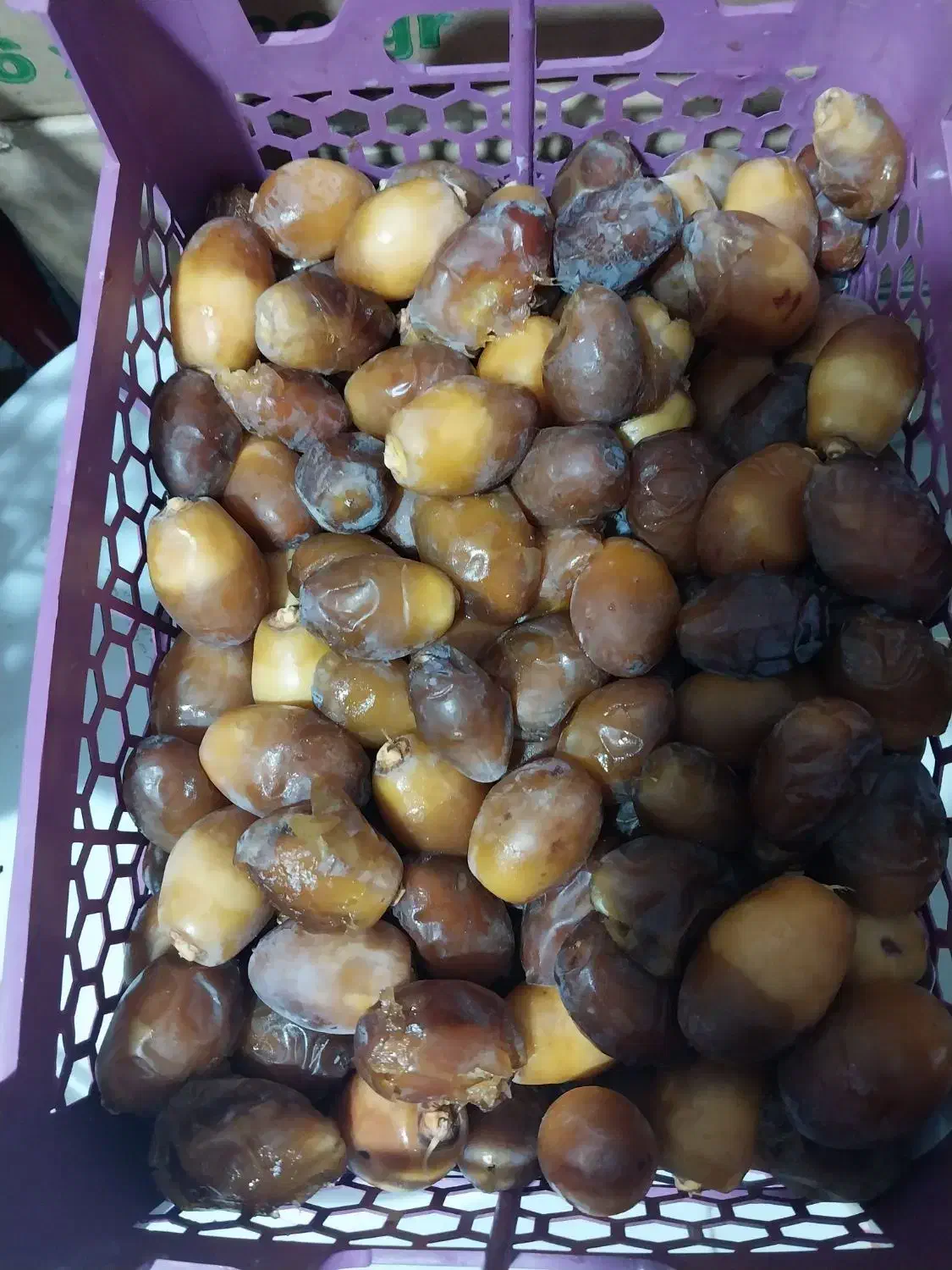 رطب جهرم|خوردنی و آشامیدنی|مرودشت, مختارآباد|دیوار